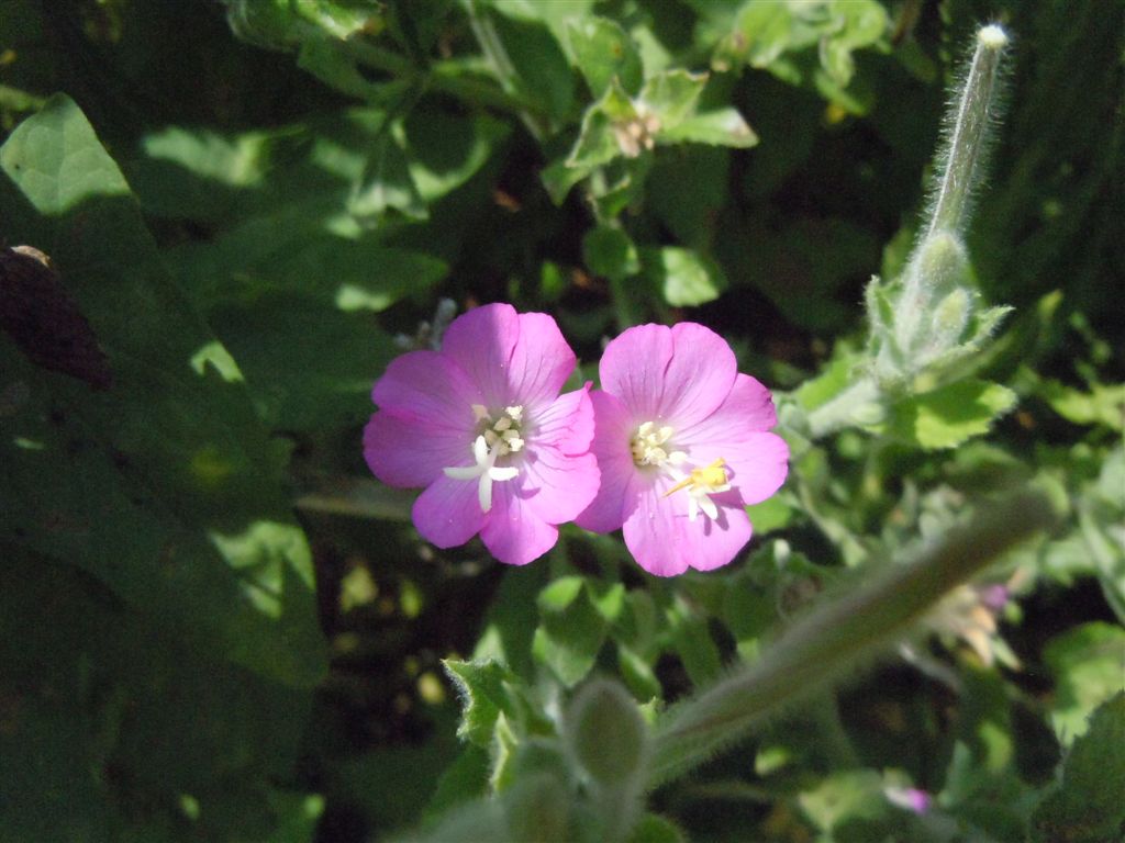 Epilobium hirsutum